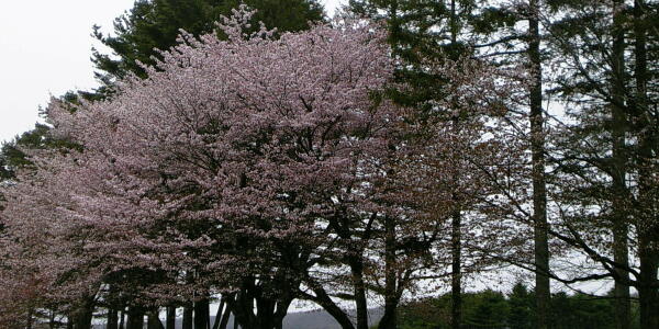 桜